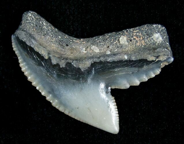 Blueish Fossil Galeocerdo Tooth (Tiger Shark) #5156